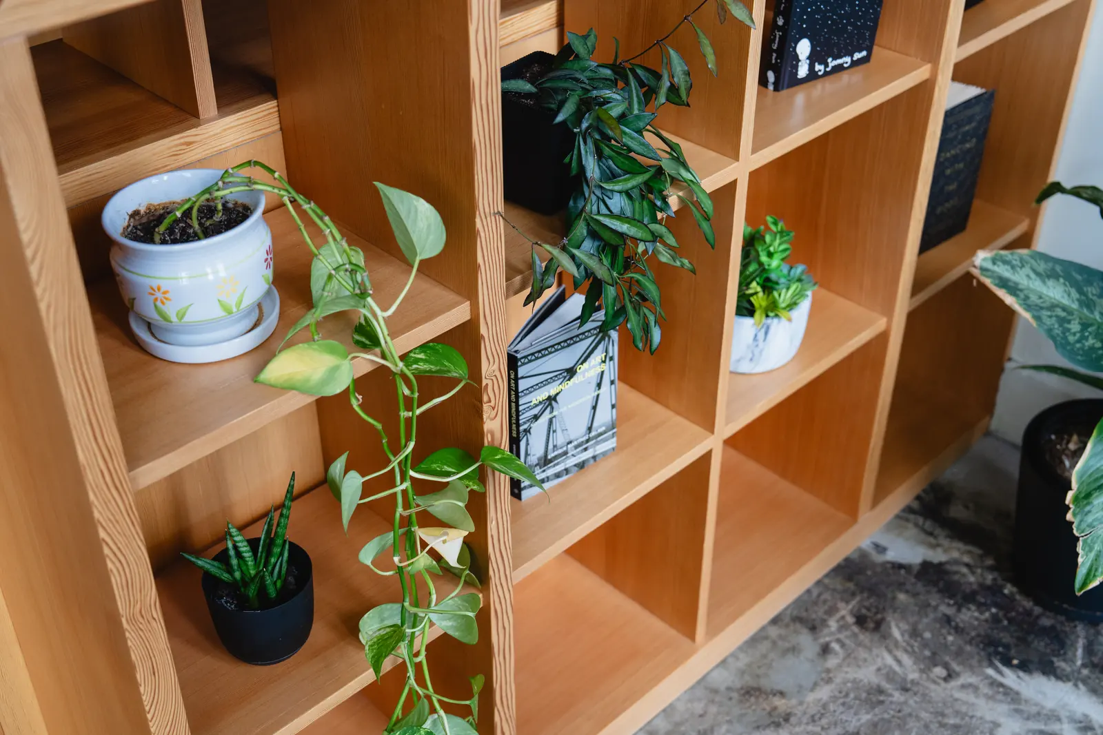 Plants on wooden shelving